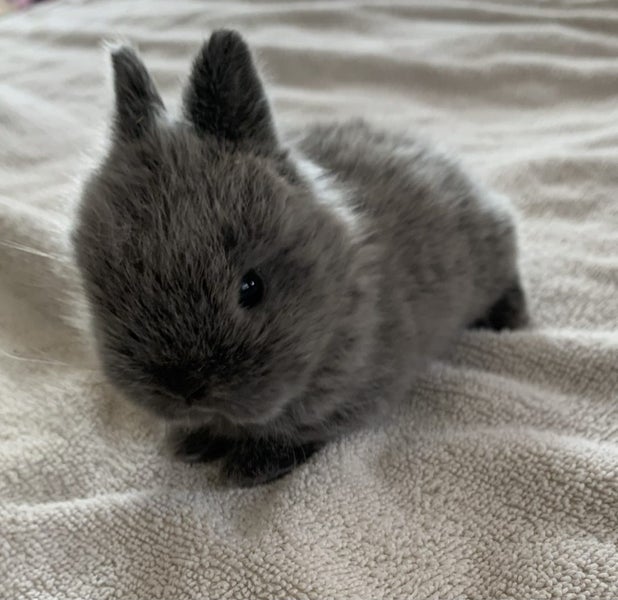 Mini Lop cross Netherland Dwarf Rabbit Carousel 2
