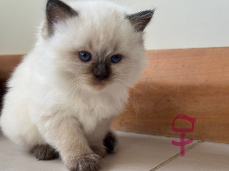 Adorable Ragdoll Kittens for Sale Carousel 2