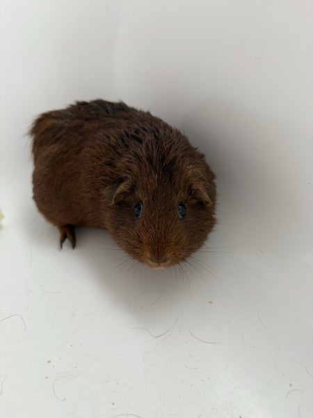 Guinea Pigs x2 +hutch and hay Carousel 1