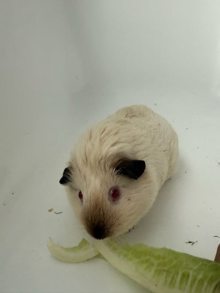 Guinea Pigs x2 +hutch and hay Carousel 2