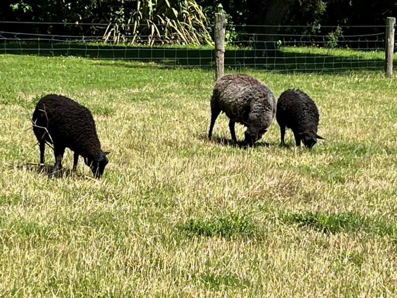 Lambs- Gotland pelt Carousel 2