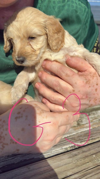 Purebred 1st Generation Spoodle Puppies Carousel 2