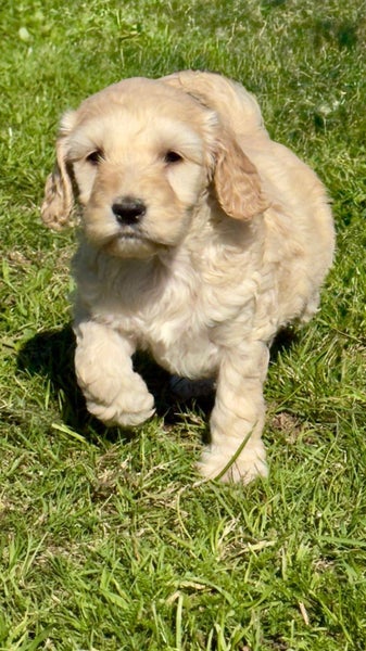 Purebred 1st Generation Spoodle Puppies Carousel 1