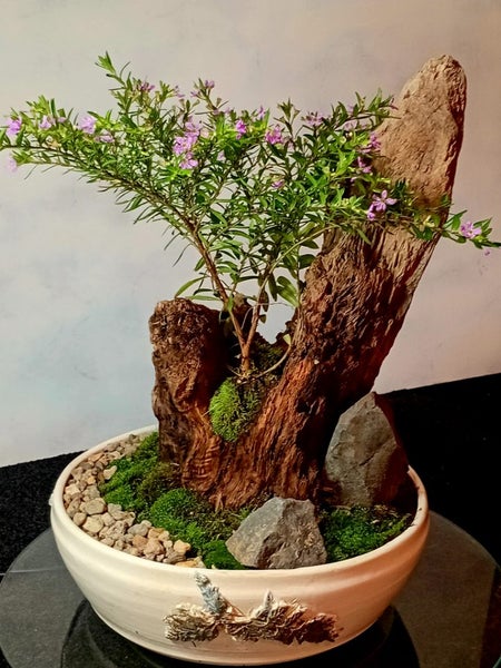 Purple Cuphea Hyssopifolia Bonsai Through driftwood Carousel 1
