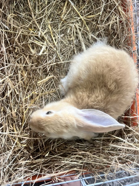 Baby Rabbits! Flemish Giant cross Carousel 20
