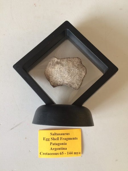 Fantastic Fossilised Dinosaur Eggshell Carousel 1