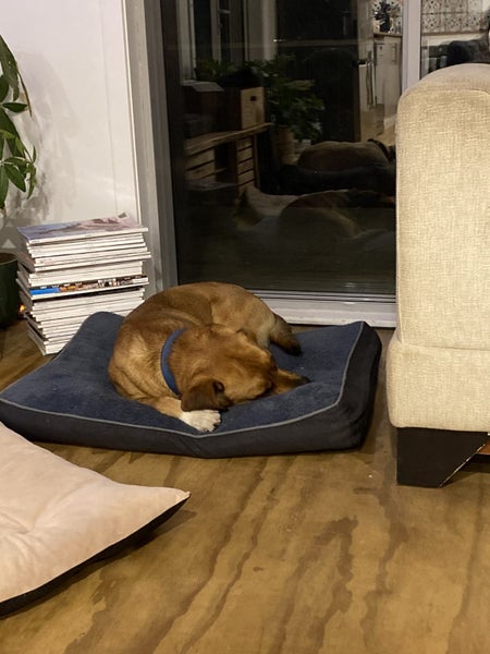 Dog to adopt Carousel 2