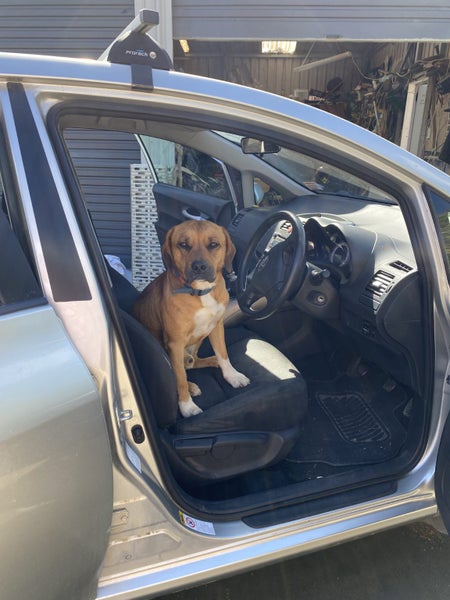 Dog to adopt Carousel 3