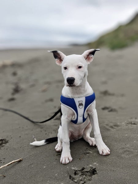 Scout - Chance 4 Change Carousel 1
