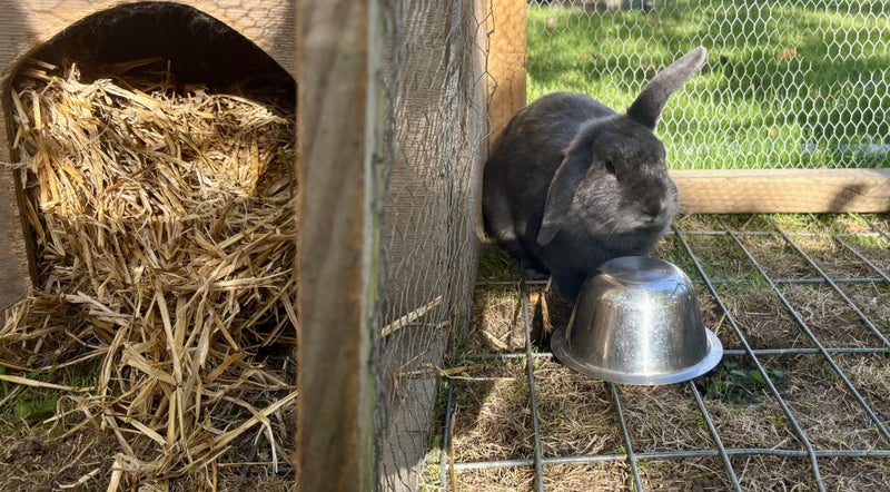 Purebred 2x female Mini Lop Bunnies - Price includes hutch Carousel 2