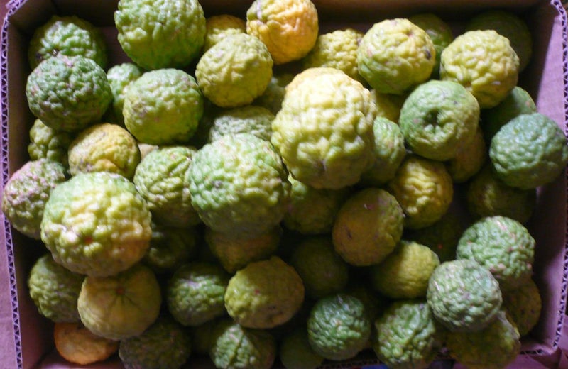 Kaffir lime - 1 Kg Carousel 2