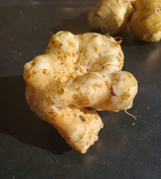 Jerusalem artichoke sample Carousel 1