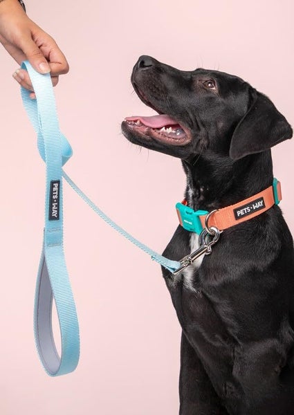 Dog Walking Leash Solid Color Leash Pet, Padded, Strong 4feet L / 2.5cm W Carousel 2