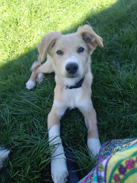 Border Collie whippet x Pups Carousel 1