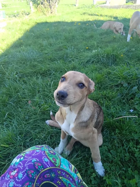 Border Collie whippet x Pups Carousel 2