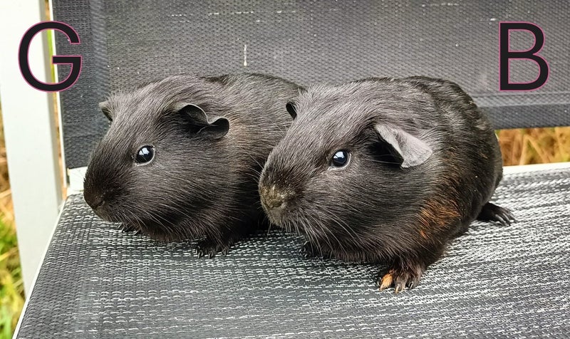 Two Baby Guinea Pigs (Napier) Carousel 1