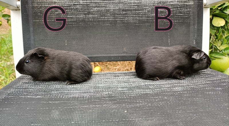 Two Baby Guinea Pigs (Napier) Carousel 2