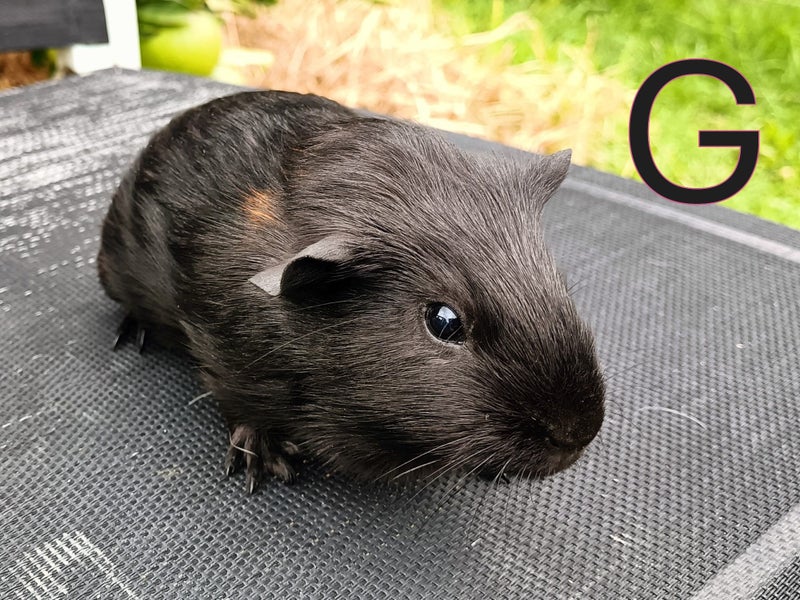 Two Baby Guinea Pigs (Napier) Carousel 4