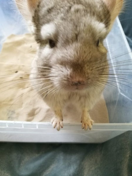 Two Male Chinchillas Carousel 1