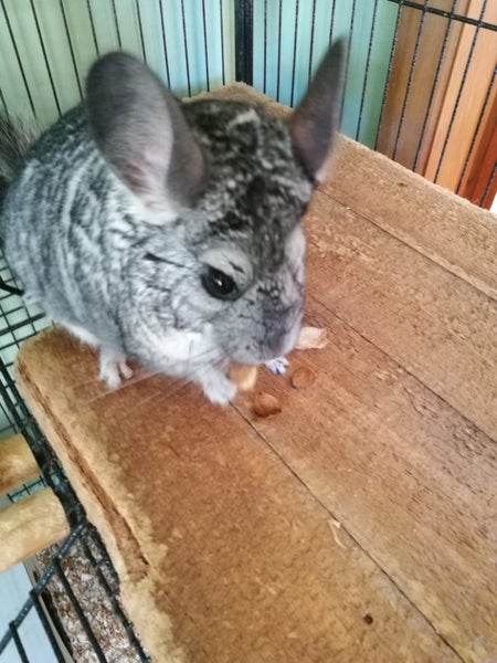 Two Male Chinchillas Carousel 2