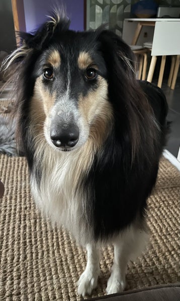 Loving, anxious rough collie girl needs quiet home, experienced owner Carousel 2