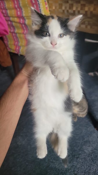 Kittens Carousel 5