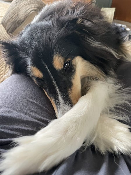 Loving, anxious rough collie girl needs quiet home, experienced owner Carousel 5
