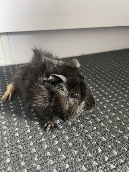 Baby Guinea Pigs Carousel 1