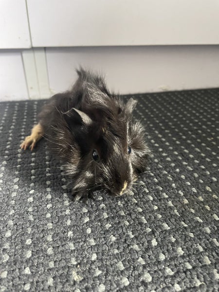 Baby Guinea Pigs Carousel 2