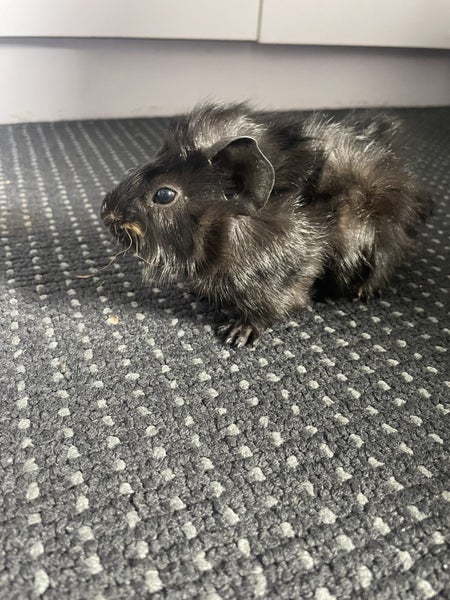 Baby Guinea Pigs Carousel 12