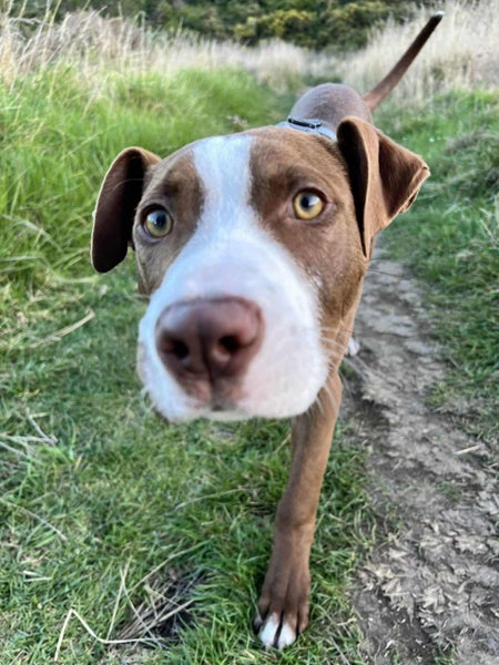 Clay (Ellie's Canine Rescue & Rehome) Carousel 1