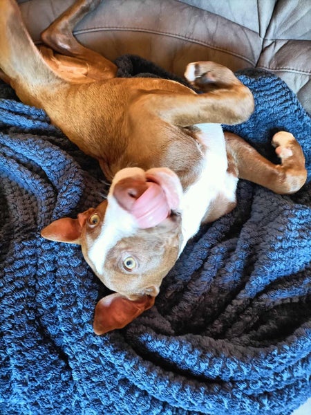 Clay (Ellie's Canine Rescue & Rehome) Carousel 2