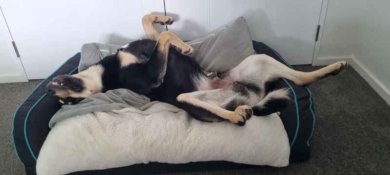 Pound Paws Rescue - Beautiful natured Gavin - Kaiapoi Carousel 2