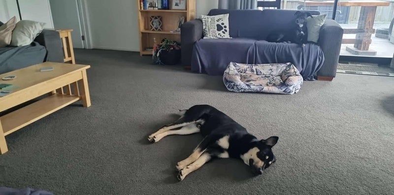 Pound Paws Rescue - Beautiful natured Gavin - Kaiapoi Carousel 6