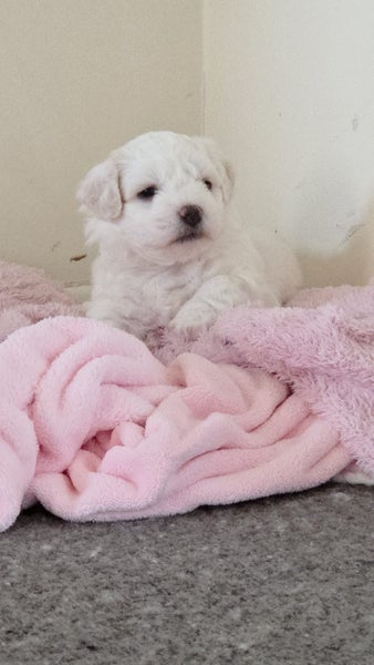 Beautiful Bichon frise Carousel 2