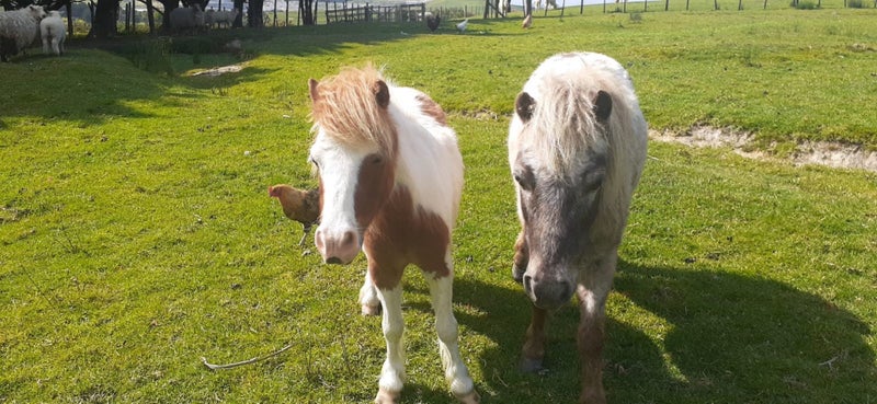 Miniature horses Carousel 1