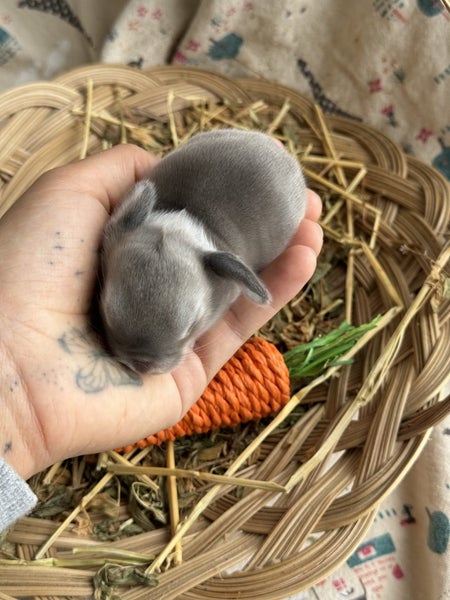 **Trained Mini Lop Bunny Rabbits & Care Package** Carousel 1