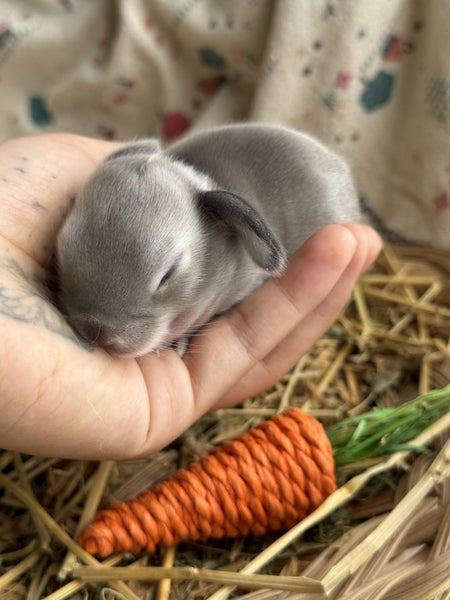 **Trained Mini Lop Bunny Rabbits & Care Package** Carousel 2