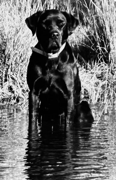 Purebred Labrador Puppies Carousel 6