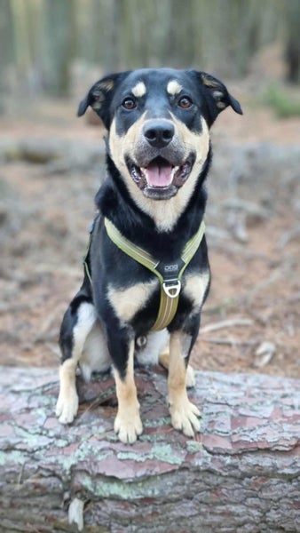 Pound Paws Rescue - Beautiful natured Gavin - Kaiapoi Carousel 1