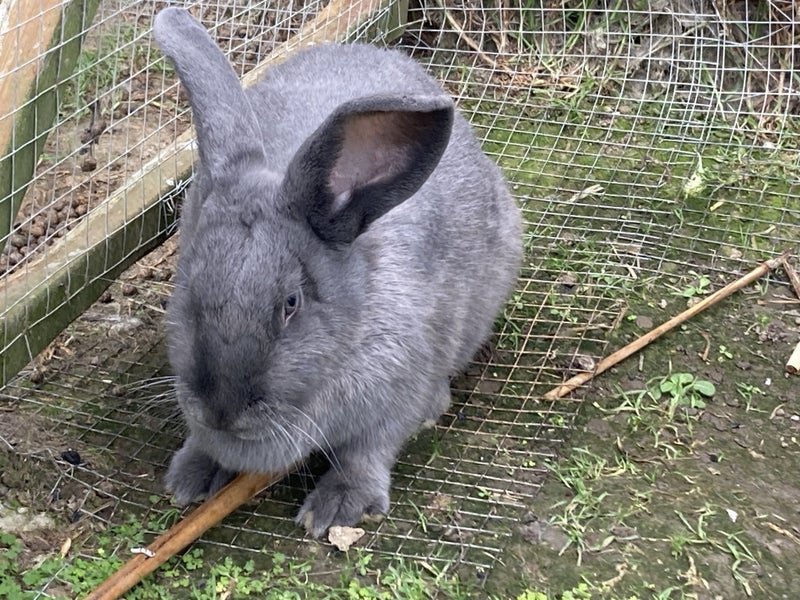 Flemish Giant Baby Rabbits - Blue/Greys Carousel 2
