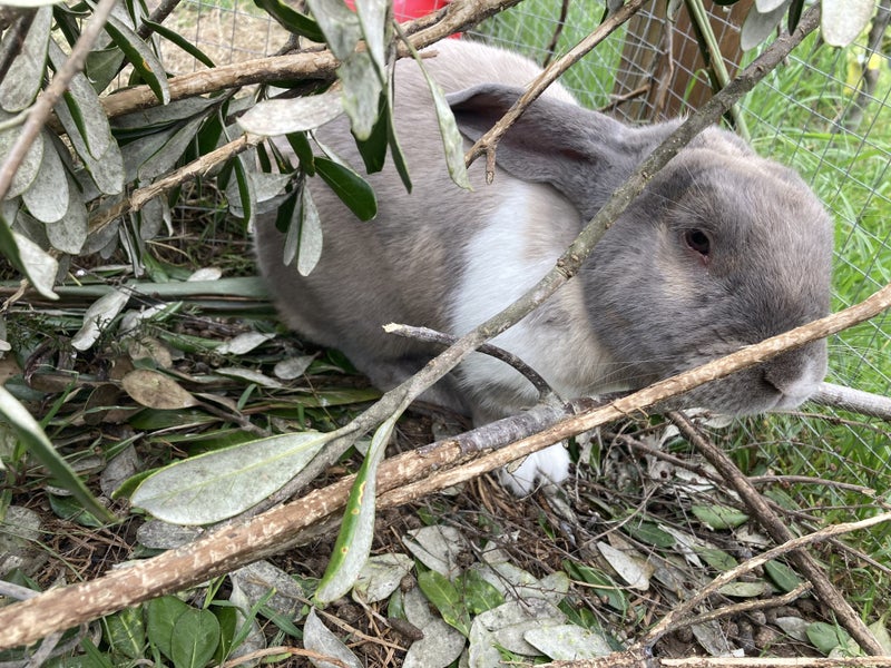 Flemish Giant Baby Rabbits - Blue/Greys Carousel 4