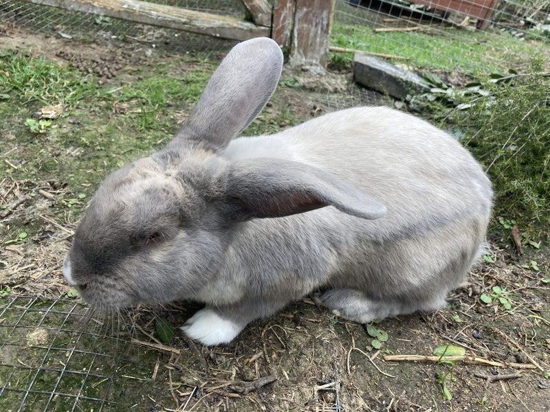 Flemish Giant Baby Rabbits - Blue/Greys Carousel 1