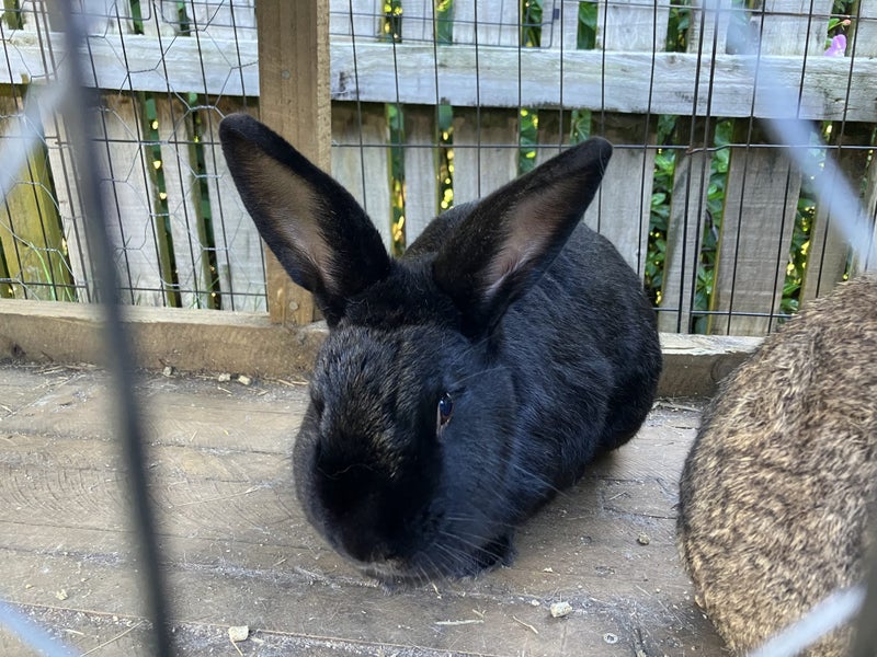 pair flemish giants x Carousel 1