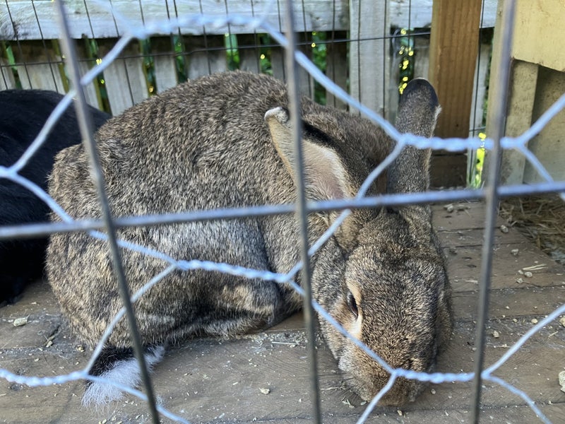 pair flemish giants x Carousel 2