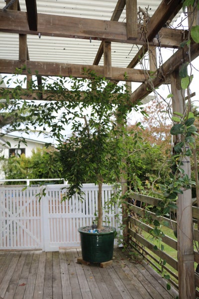 pot plant in door out door628638522892811110