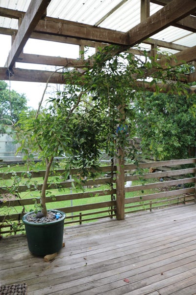 pot plant in door out door62863852289281112