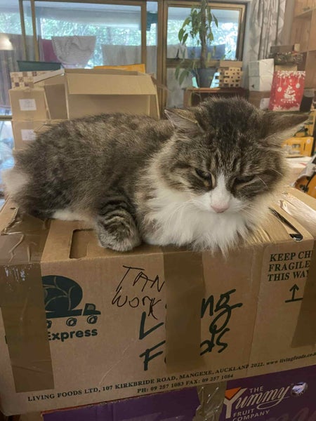 Ragdoll x Moggie - up for adoption Carousel 5