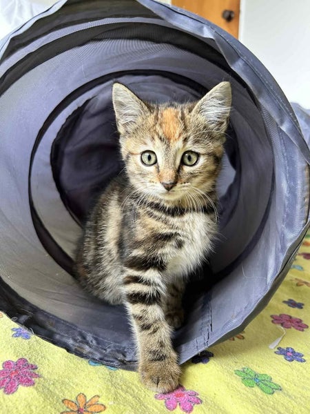 Alexis - Wcc Rescue Kitten Carousel 1