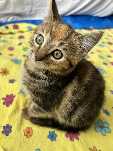 Alexis - Wcc Rescue Kitten Carousel 2